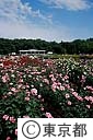 神代植物公園のバラ