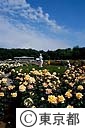 神代植物公園のバラ