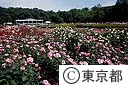 神代植物公園のバラ