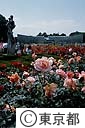 神代植物公園のバラ