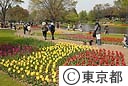 春のフラワーフェスティバル（チューリップ）