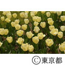 春のフラワーフェスティバル（チューリップ）