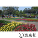 春のフラワーフェスティバル（チューリップ）