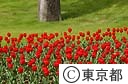 春のフラワーフェスティバル（チューリップ）