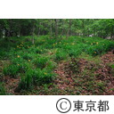 ムサシノキスゲの花