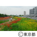 ワイルドフラワー