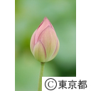 薬師池公園の大賀ハス