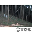 花粉の少ない森づくり運動 伐採開始式