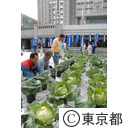 都庁に２０００株のキャベツ畑出現