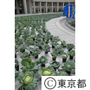 都庁に２０００株のキャベツ畑出現