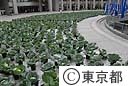 都庁に２０００株のキャベツ畑出現