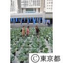 都庁に２０００株のキャベツ畑出現