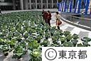 都庁に２０００株のキャベツ畑出現