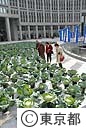 都庁に２０００株のキャベツ畑出現