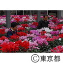 シクラメンの鉢花を手入れする生産者