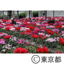 シクラメンの鉢花を手入れする生産者