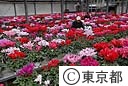 シクラメンの鉢花を手入れする生産者