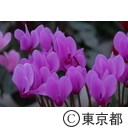 シクラメンの花