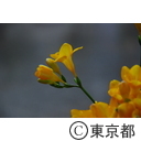 フリージアの花