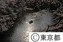 千鳥ヶ淵の桜