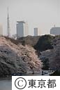 千鳥ヶ淵の桜