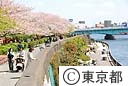 隅田公園の桜