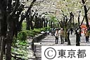 隅田公園の桜