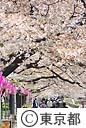 隅田公園の桜