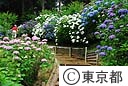 塩船観音紫陽花