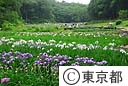 吹上菖蒲公園