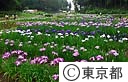 吹上菖蒲公園