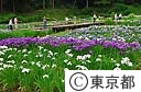 吹上菖蒲公園