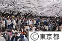 上野公園の桜