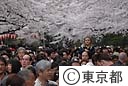 上野公園の桜