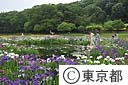 北山公園のハナショウブ