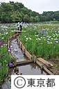 北山公園のハナショウブ