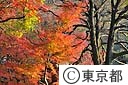六義園の紅葉