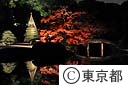 六義園　紅葉と大名庭園のライトアップ