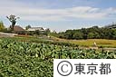 足立区都市農業公園