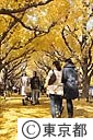 明治神宮外苑のイチョウ並木
