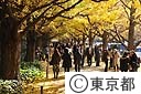 明治神宮外苑のイチョウ並木