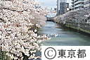 目黒川沿いの桜並木