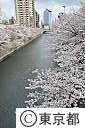 目黒川沿いの桜並木