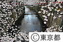 目黒川沿いの桜並木