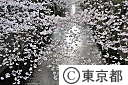目黒川沿いの桜並木