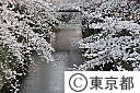 目黒川沿いの桜並木