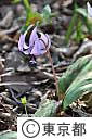 清水山憩いの森（カタクリ）