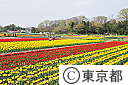花と水のまつり・チューリップ畑