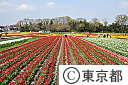 花と水のまつり・チューリップ畑