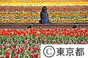 花と水のまつり・チューリップ畑